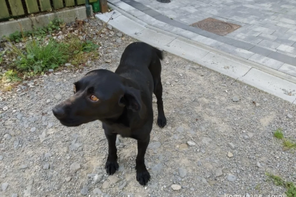 Szukamy właściciela  - zdjęcie 2