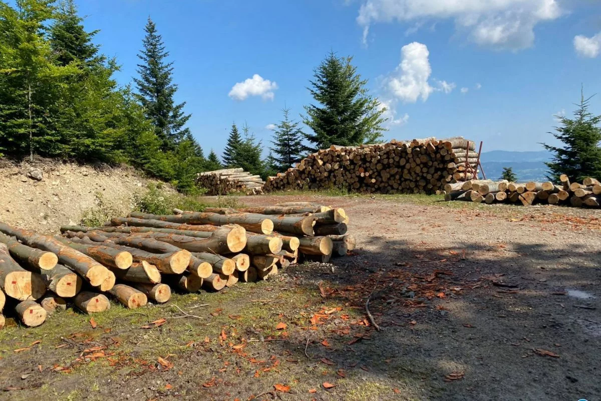 Ile drewna opałowego sprzedaje nadleśnictwo?