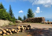 Utrudnienia na szlakach w Gorcach – trwają prace leśne - zdjęcie główne