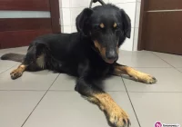 Pies szuka domu - zdjęcie główne