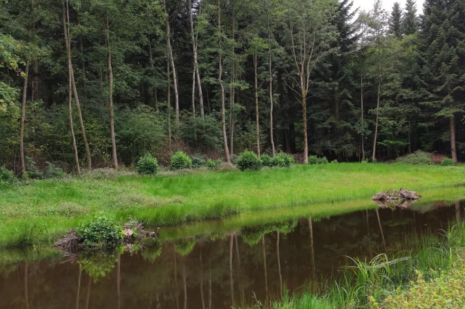 Nadleśnictwo inwestuje w retencję - powstały nowe stawy - zdjęcie 2