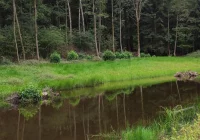 12 mln zł na inwestycje w lasach Limanowszczyzny - zdjęcie główne