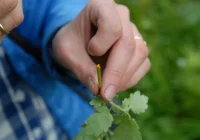 Glistnik jaskółcze ziele - zdjęcie główne