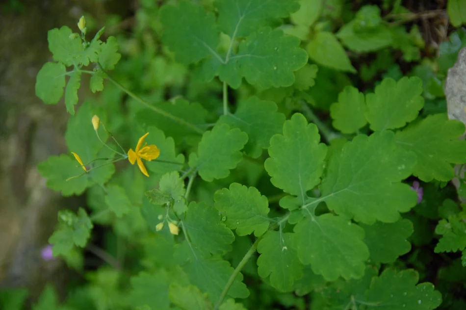 Glistnik jaskółcze ziele - zdjęcie 2