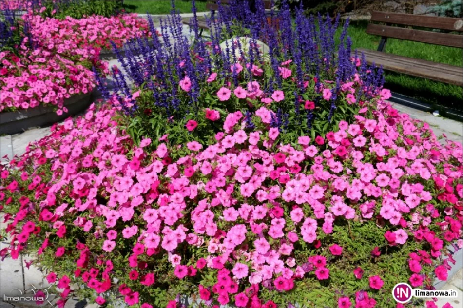 Ukwiecony rynek w Limanowej - zdjęcie 3