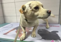 Urząd Miasta Limanowa szuka właściciela bądź osoby mogącej zaopiekować się psem - zdjęcie główne