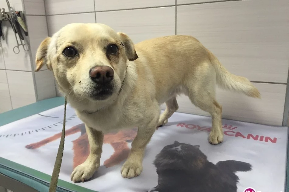 Urząd Miasta Limanowa szuka właściciela bądź osoby mogącej zaopiekować się psem - zdjęcie 2