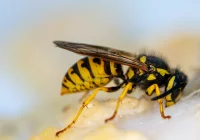 Wchodzą do domów, zakładają gniazda, atakują. Skąd tyle os? - zdjęcie główne