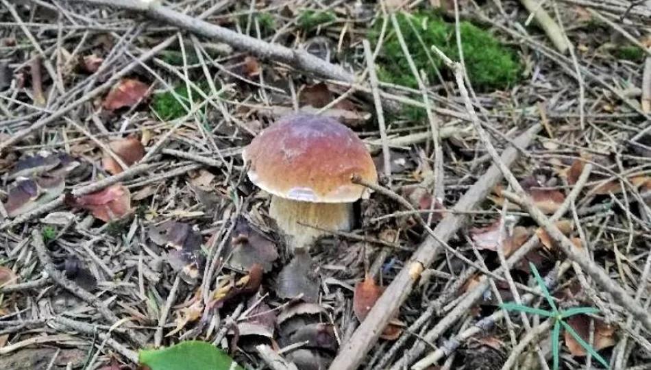 Bezpiecznie na grzybobraniu - zdjęcie 1