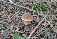 Bezpiecznie na grzybobraniu - zdjęcie główne