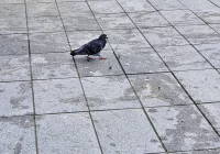 Władze nie chcą gołębi. "Destrukcyjny wpływ" dokarmiania - zdjęcie główne