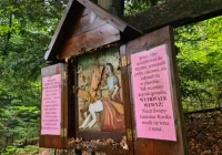 Osiem osób, w tym 4-letnie dziecko, pożądliły szerszenie podczas pielgrzymki - zdjęcie główne