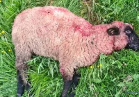 W wakacje cztery ataki. Jeden z nich przypisano niedźwiedziowi - zdjęcie główne