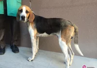 Znaleziono psa przy ul. Leśnej w Limanowej - zdjęcie główne