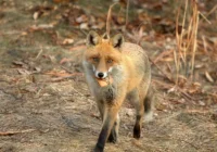 Jesienne szczepienie lisów - zdjęcie główne