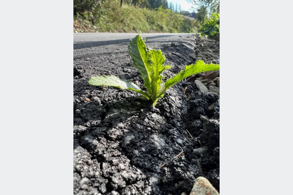 Nowy asfalt można zbierać… palcami - zdjęcie 10