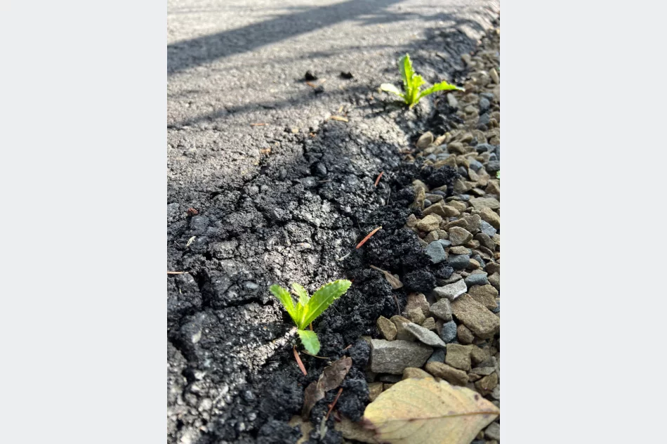 Nowy asfalt można zbierać… palcami - zdjęcie 12