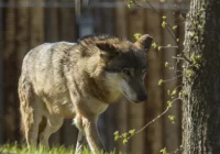 Ochrona wilków - rozdźwięk między resortami rolnictwa i klimatu - zdjęcie główne