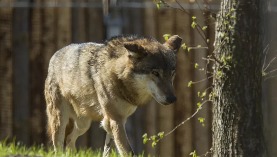 Wilki zagryzają psy przy domach. Ludzie się boją - zdjęcie 1