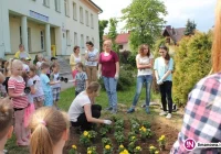 Aksamitki i żeniszki zakwitły w przedszkolu! - zdjęcie główne