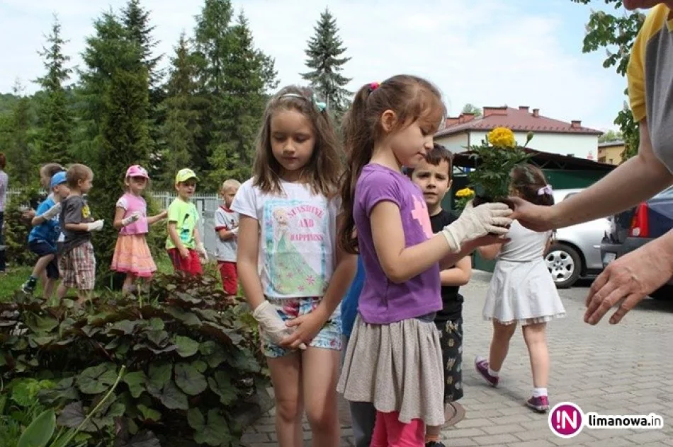 Aksamitki i żeniszki zakwitły w przedszkolu! - zdjęcie 2