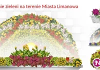 Utrzymanie zieleni na terenie Miasta Limanowa - zdjęcie główne