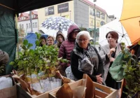 Rozdali 1,9 tys. sadzonek - zdjęcie główne