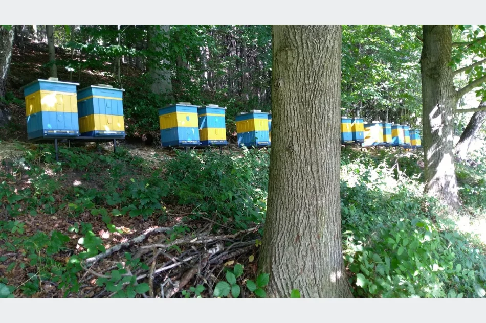 MIÓD i pszczele produkty - zdjęcie 4