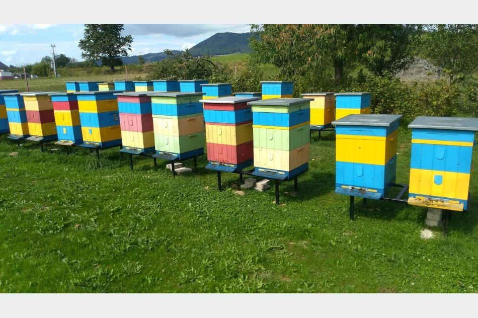 MIÓD i pszczele produkty - zdjęcie 6