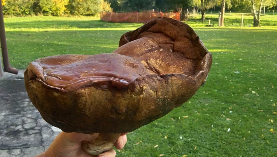 Udane grzybobranie! Prawdziwek gigant o wadze 2,6 kg - zdjęcie 1