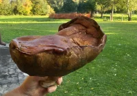 Udane grzybobranie! Prawdziwek gigant o wadze 2,6 kg - zdjęcie główne