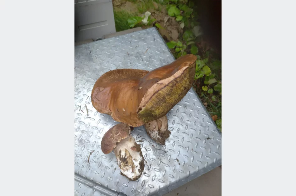 Udane grzybobranie! Prawdziwek gigant o wadze 2,6 kg - zdjęcie 2
