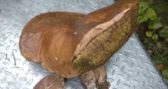 Udane grzybobranie! Prawdziwek gigant o wadze 2,6 kg - zdjęcie 2