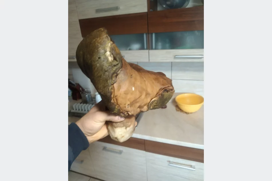 Udane grzybobranie! Prawdziwek gigant o wadze 2,6 kg - zdjęcie 3