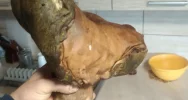 Udane grzybobranie! Prawdziwek gigant o wadze 2,6 kg - zdjęcie 3