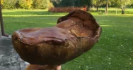 Udane grzybobranie! Prawdziwek gigant o wadze 2,6 kg - zdjęcie 4