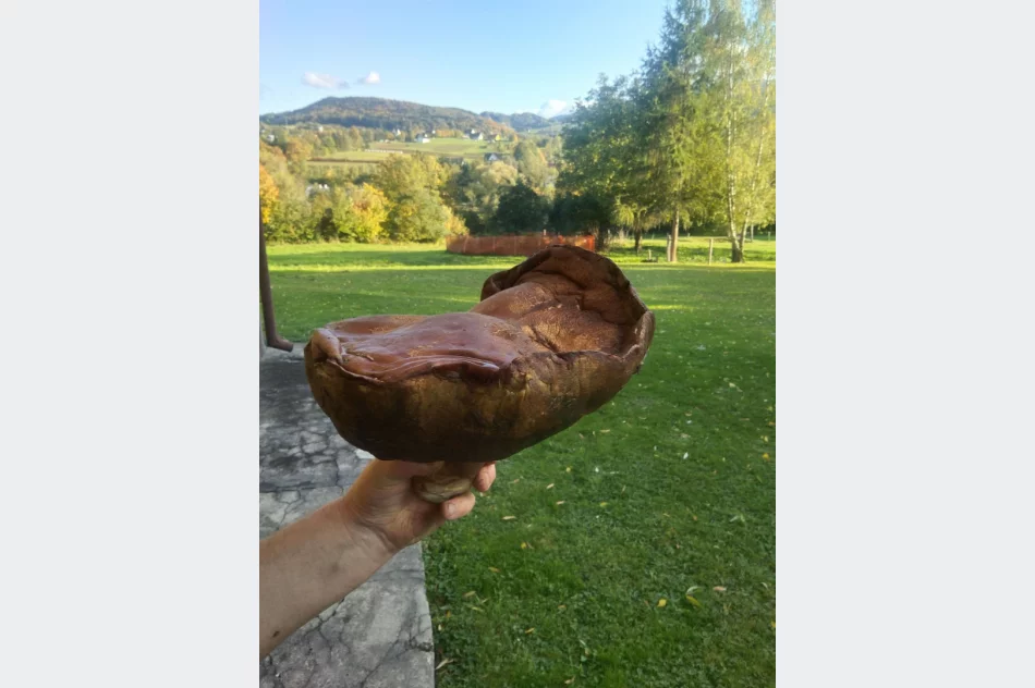 Udane grzybobranie! Prawdziwek gigant o wadze 2,6 kg - zdjęcie 4