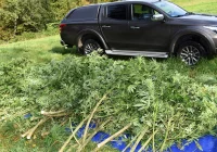 Marihuana w lesie - zdjęcie główne