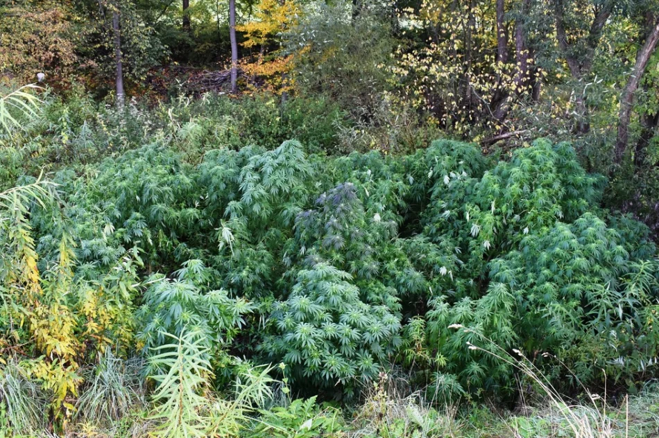 Marihuana w lesie - zdjęcie 2