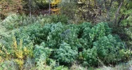 Marihuana w lesie - zdjęcie 2