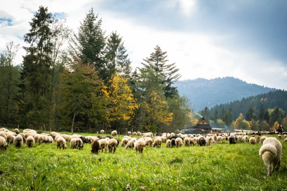 Odbył się jesienny redyk - zdjęcie 4