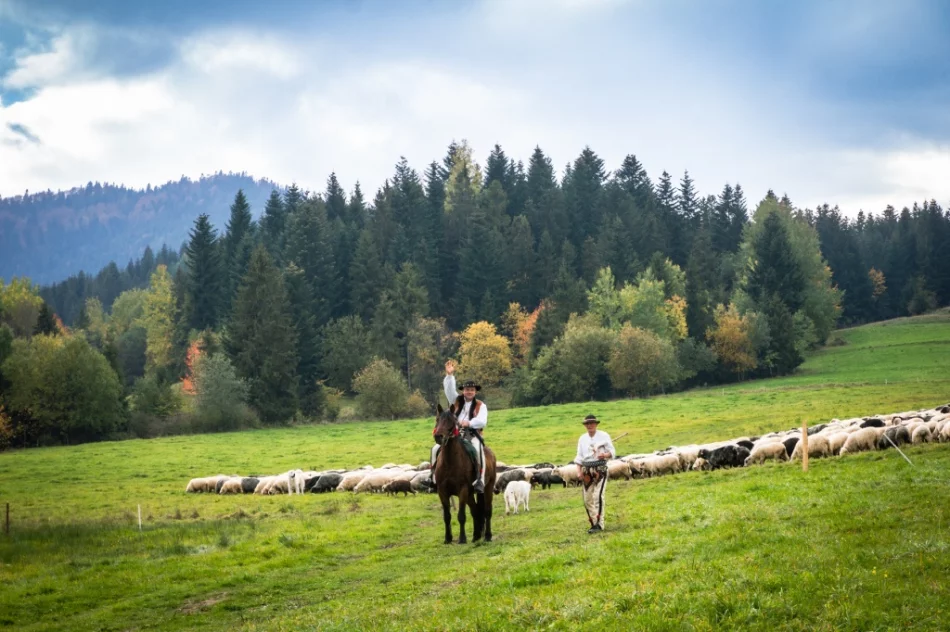 Odbył się jesienny redyk - zdjęcie 6