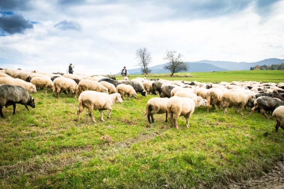 Odbył się jesienny redyk - zdjęcie 9