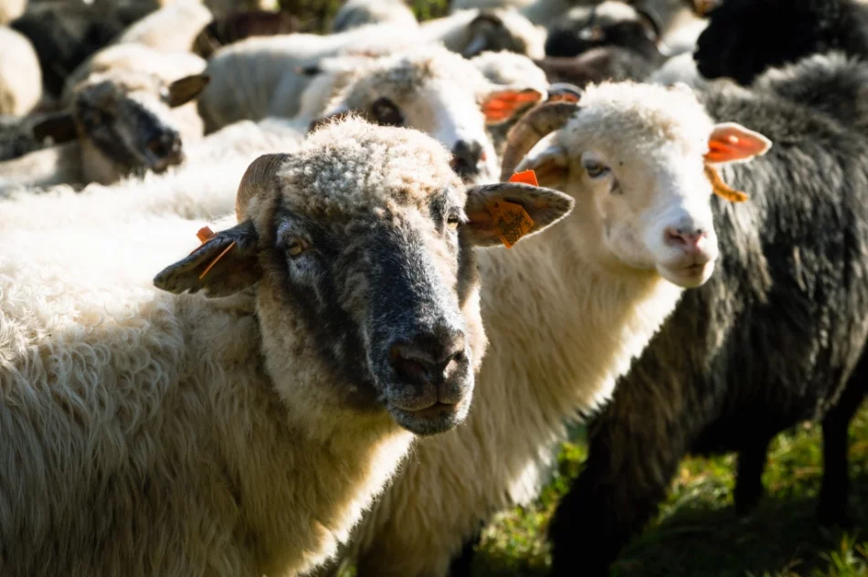 Odbył się jesienny redyk - zdjęcie 14