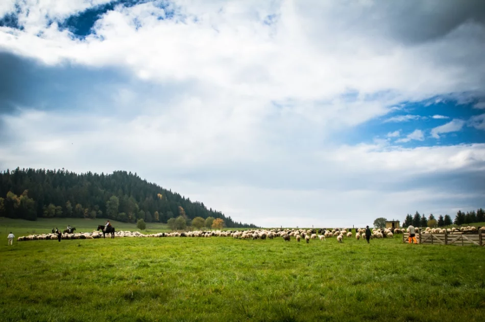 Odbył się jesienny redyk - zdjęcie 18