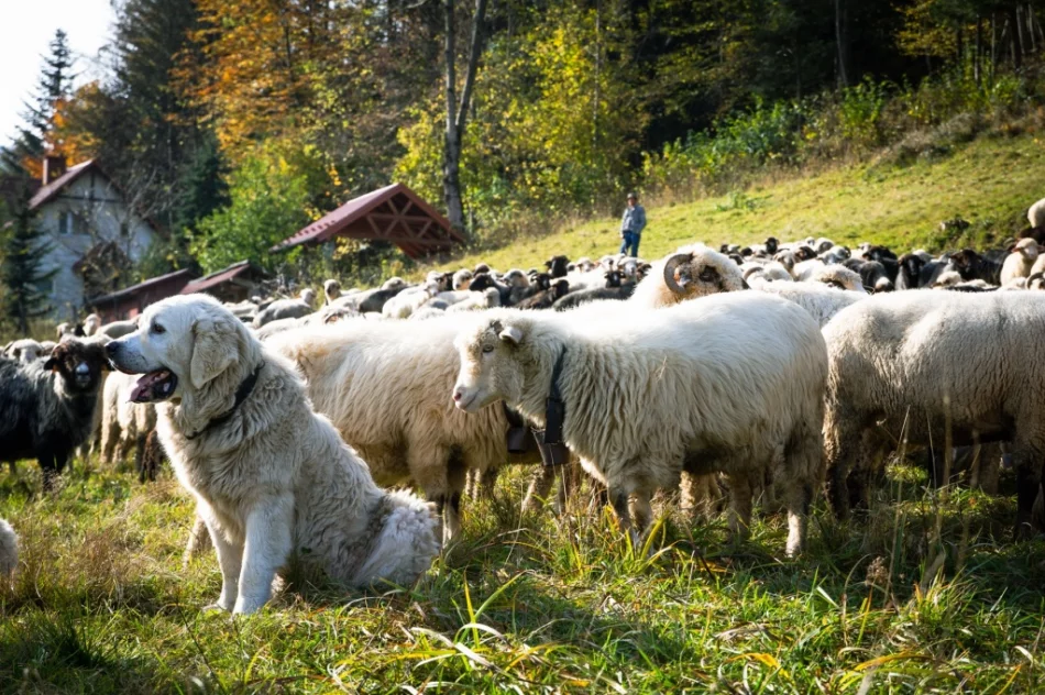 Odbył się jesienny redyk - zdjęcie 20