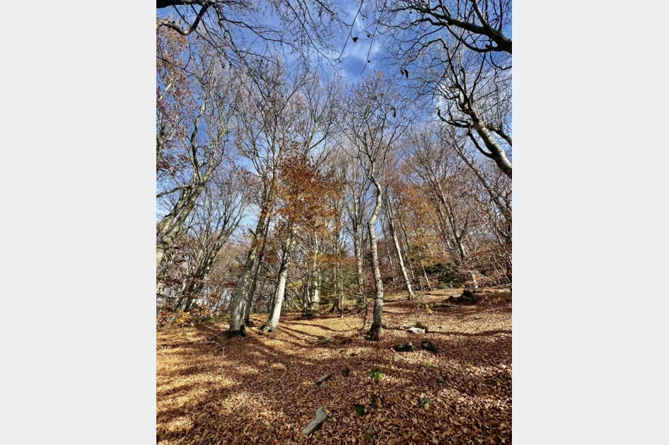 Zobacz złotą jesień z nowej wieży - zdjęcie 2