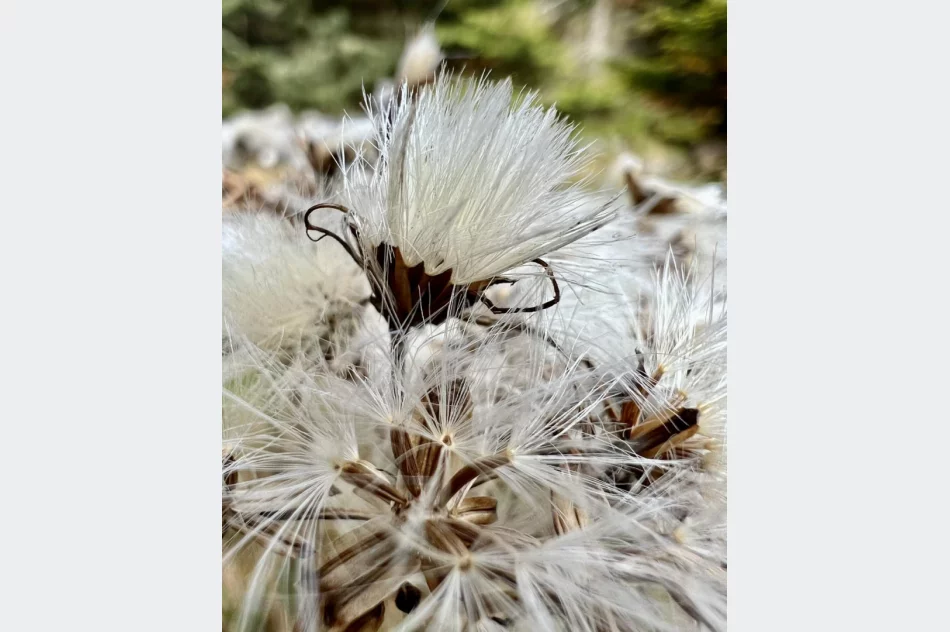 Zobacz złotą jesień z nowej wieży - zdjęcie 6