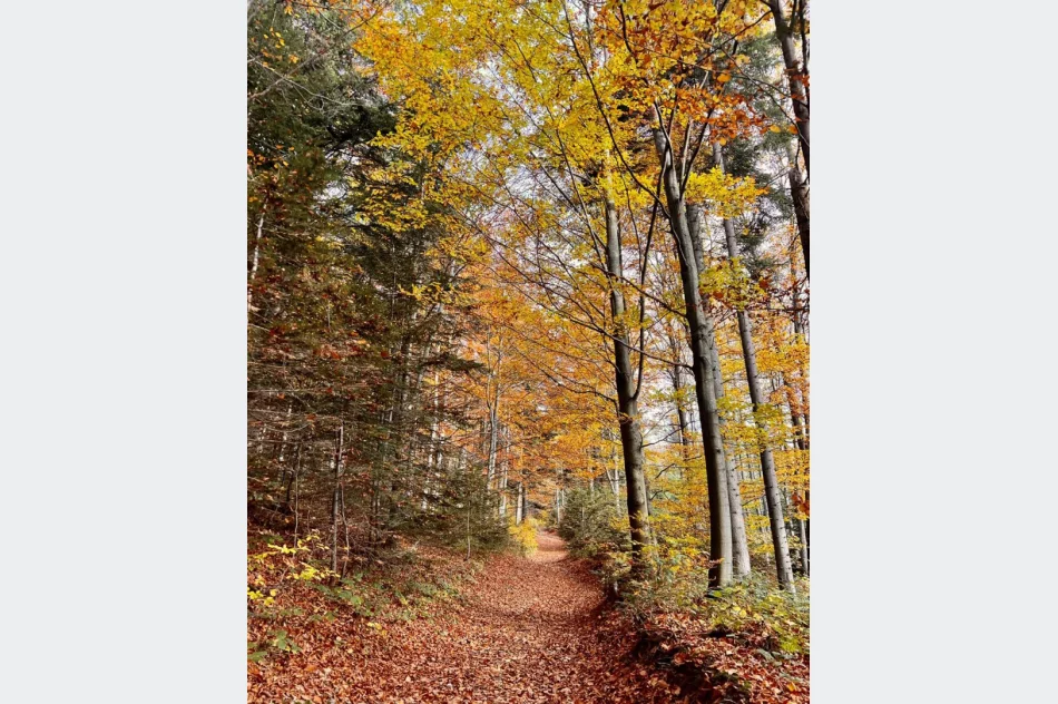 Zobacz złotą jesień z nowej wieży - zdjęcie 8