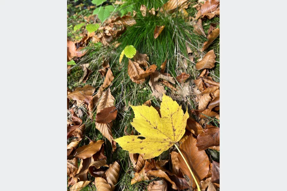 Zobacz złotą jesień z nowej wieży - zdjęcie 9